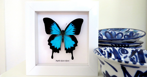 Papilio Ulysses single White frame