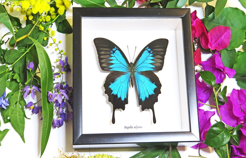Papilio Ulysses single Black frame